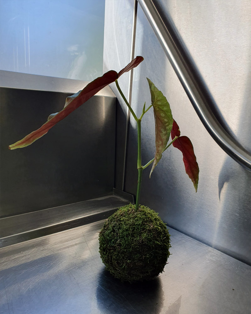KOKEDAMA